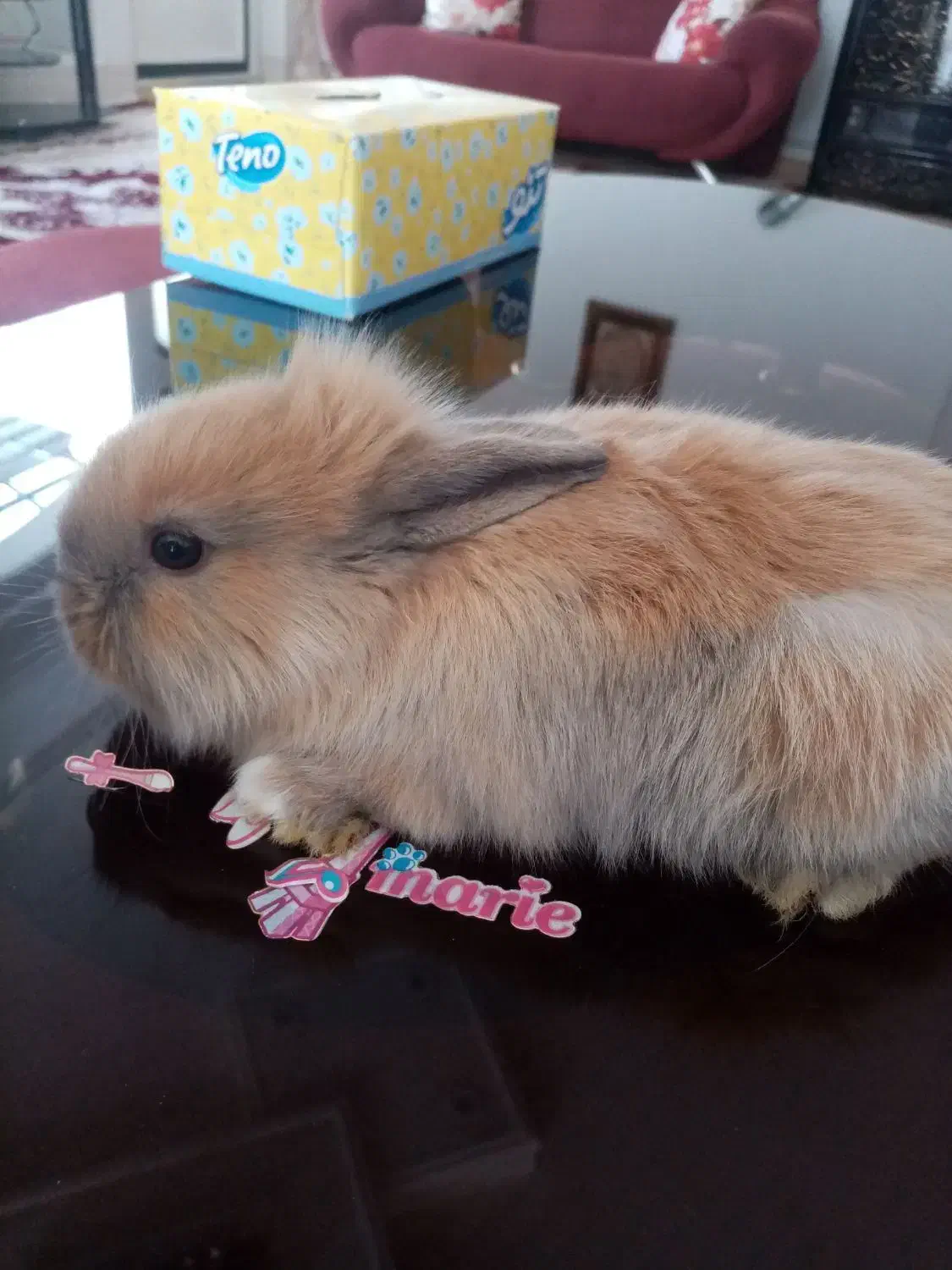 خرگوش لوپ|موش و خرگوش|بیرجند, |دیوار