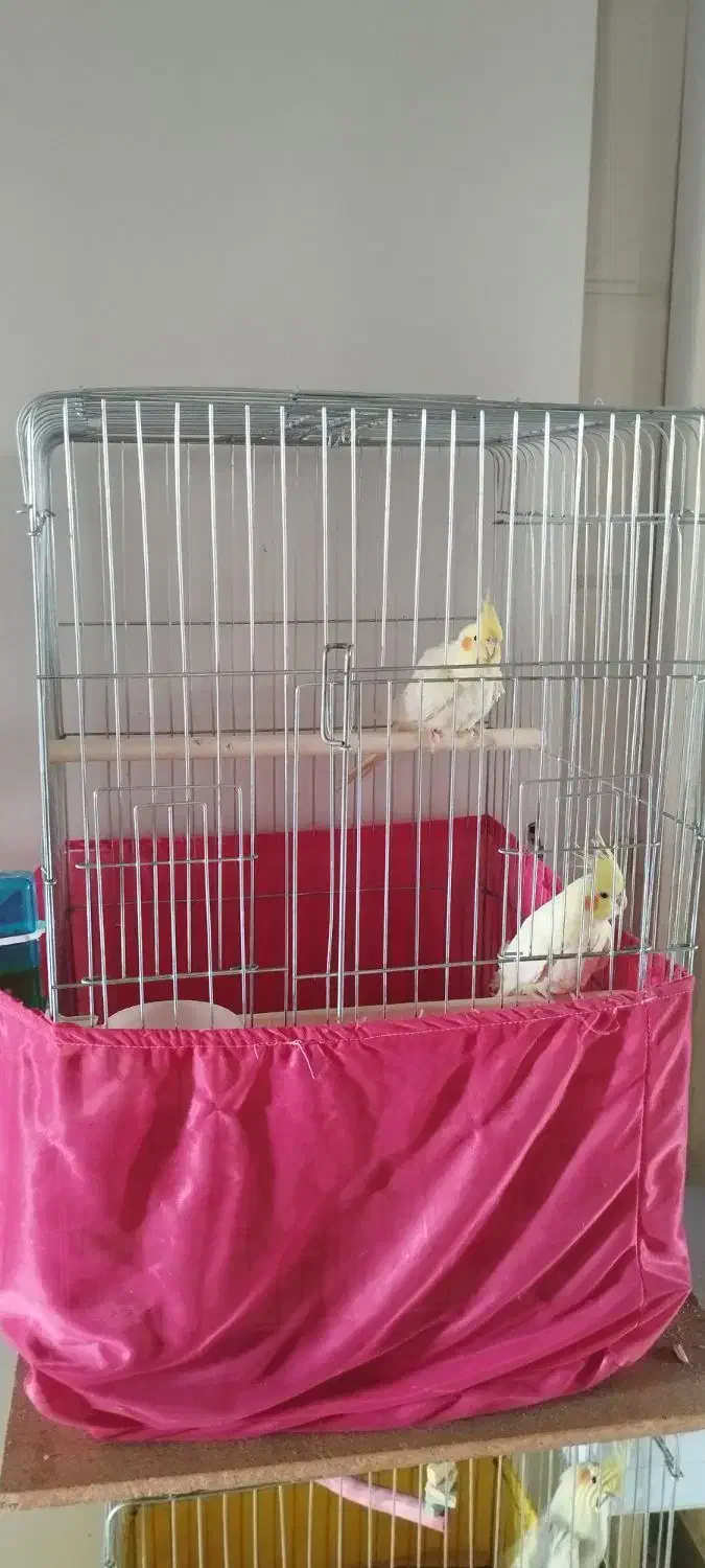 عروس هلندی|پرنده|کرج, فاز ۴ مهرشهر|دیوار