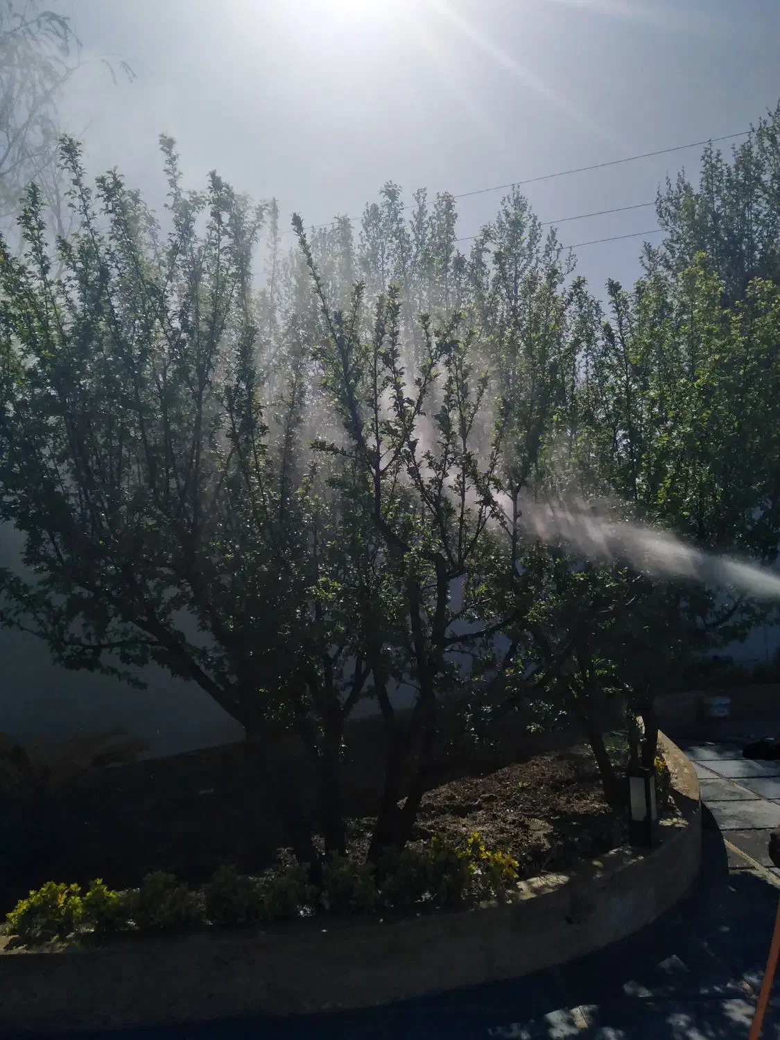 هرس کاری سم پاشی کوددهی شمشادزنی کاشت نهال ...|خدمات باغبانی و درختکاری|کرج, کمالشهر|دیوار