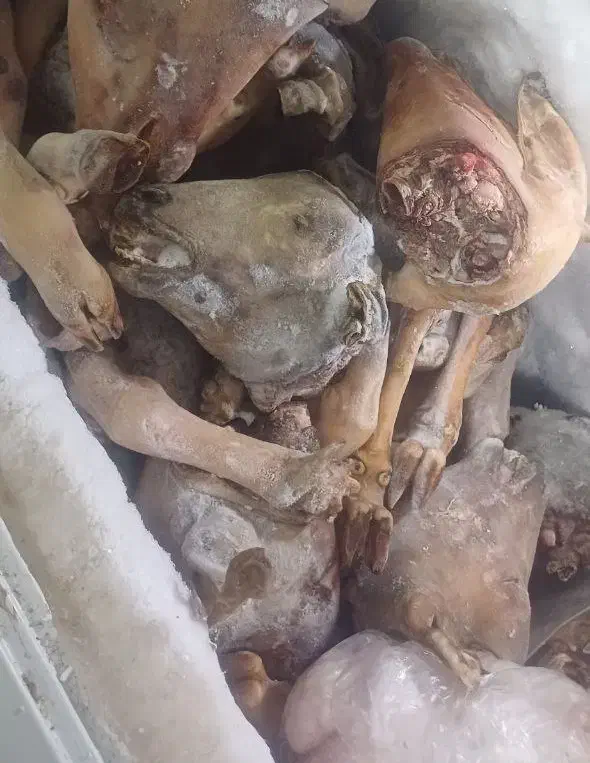 کله پاچه|خوردنی و آشامیدنی|ایلام, |دیوار