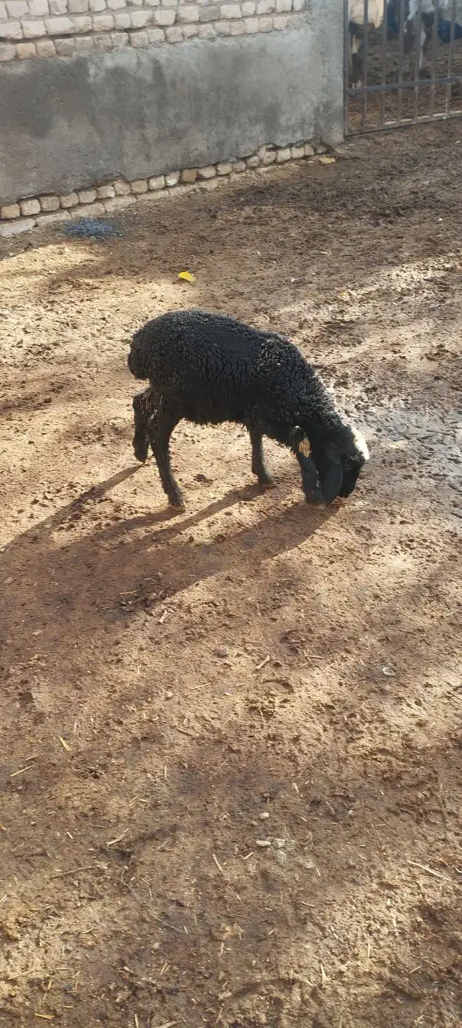 بره شیری ماده|حیوانات مزرعه|خرمدشت, |دیوار