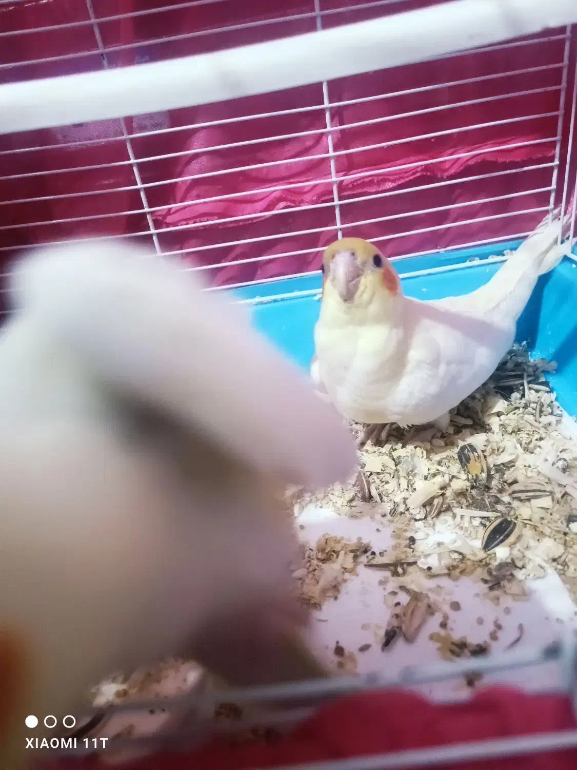 عروس هلندی لوتینو|پرنده|محمودآباد, |دیوار