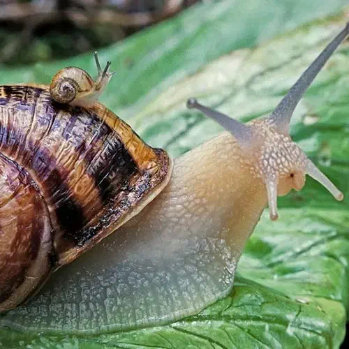 حلزون|حیوانات مزرعه|شیراز, پودنک|دیوار