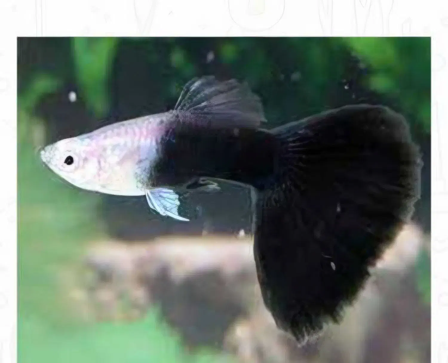 گوپی سرحال|ماهی|فردیس, سرحد آباد|دیوار