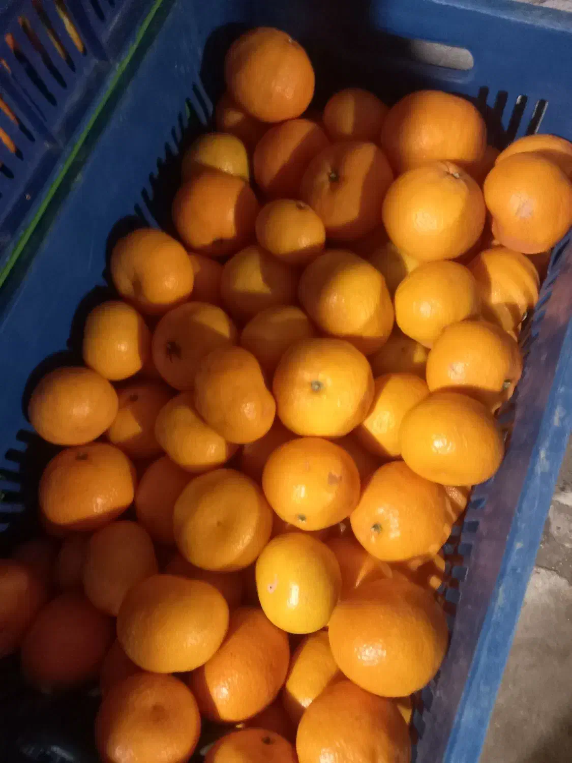 نارنگی اونشو یا ایتالیایی|خوردنی و آشامیدنی|چابکسر, |دیوار