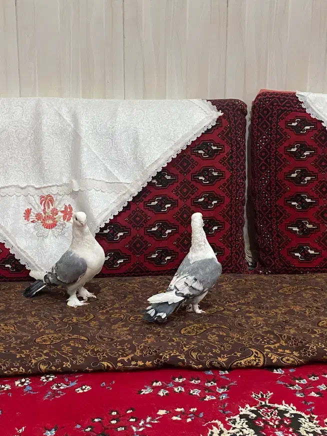 جفت ساتن|پرنده|زابل, |دیوار