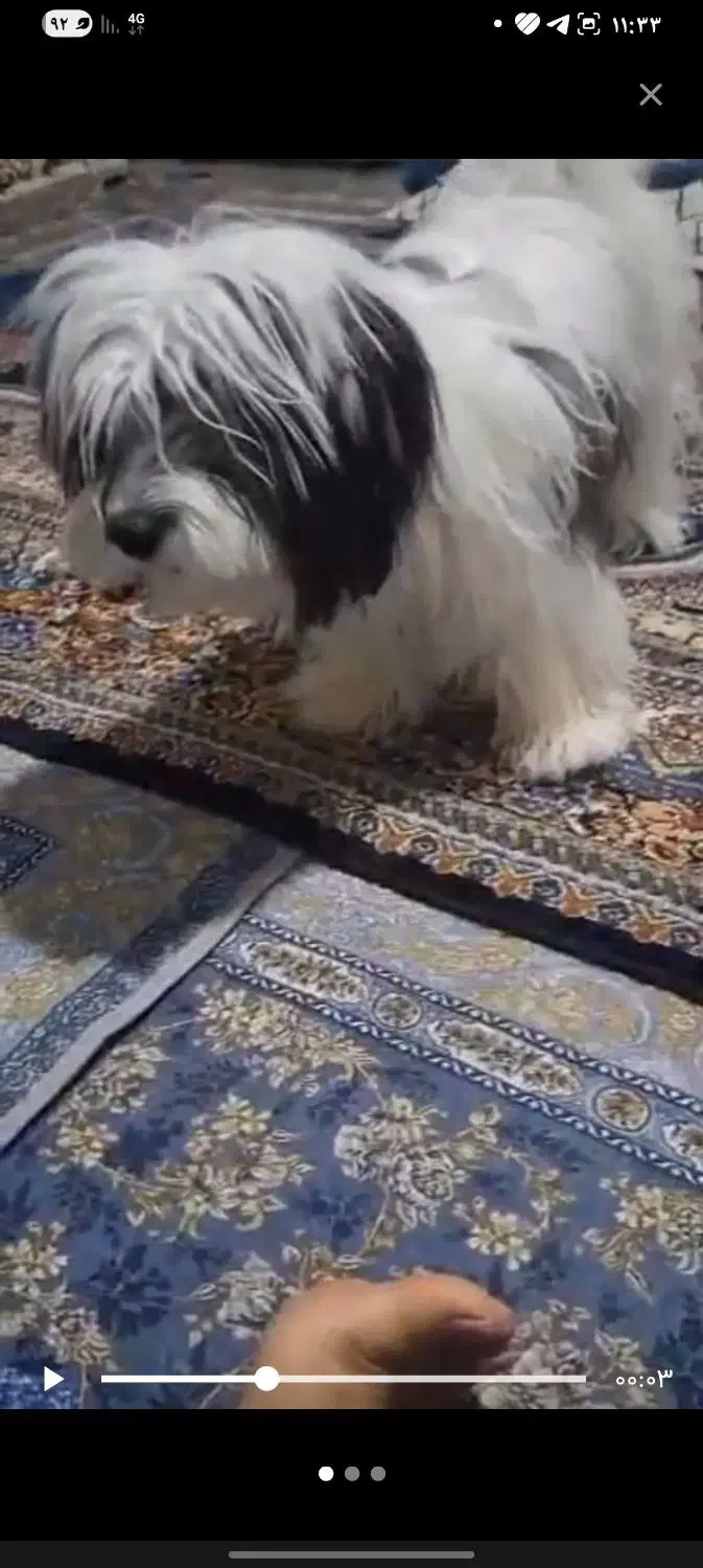 سگ پاکوتاه شیتزو  نر یک سال نیم 5تومن|سگ|میناب, |دیوار