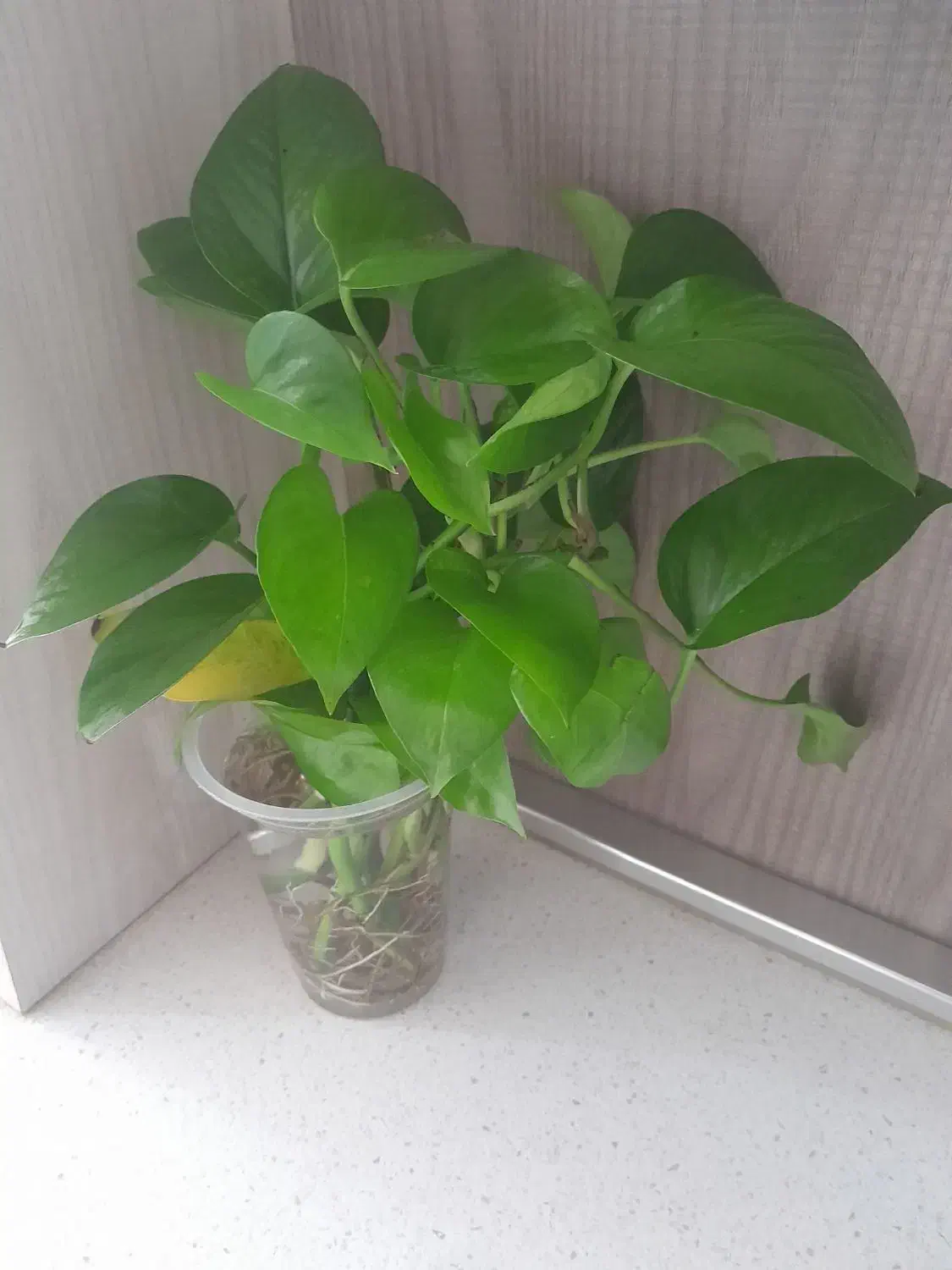 گل پتو وموسی|گل و گیاه طبیعی|اصفهان, پروین|دیوار