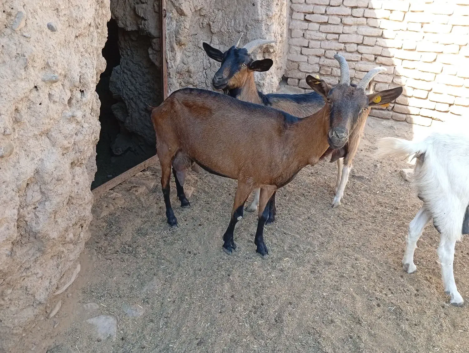 بز آلپاین اصل پرشیر|حیوانات مزرعه|سلامی, |دیوار