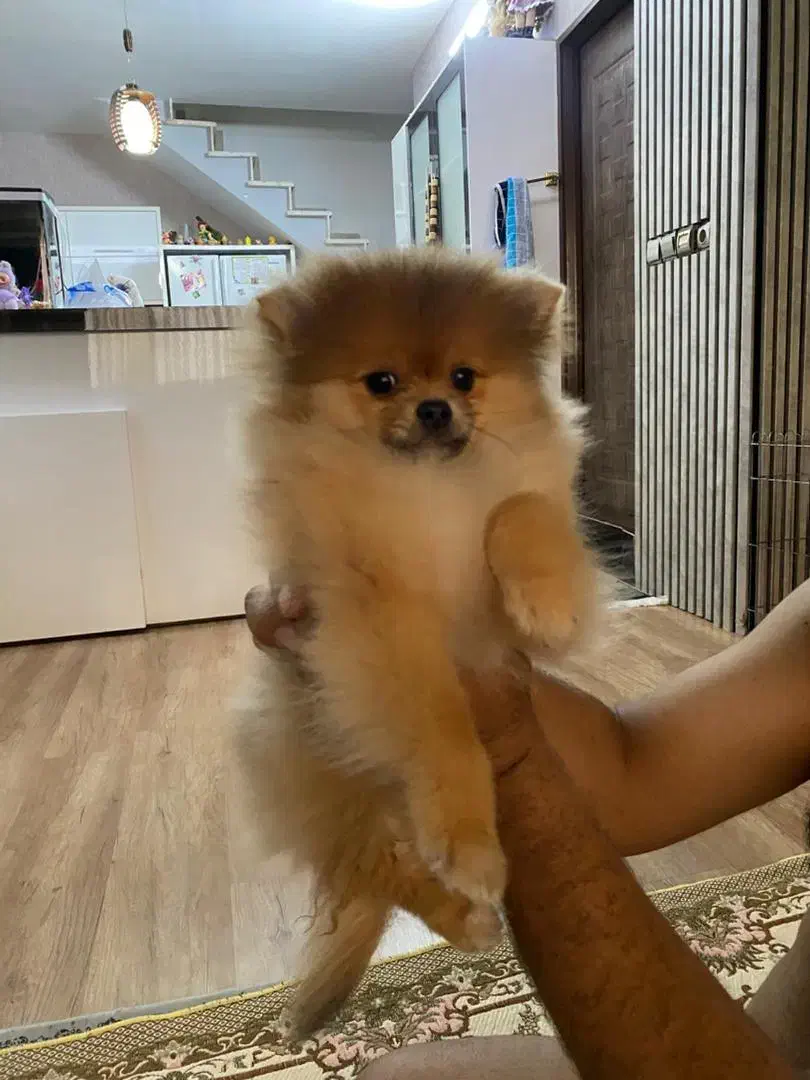 سگ پامرین خرسی|سگ|مشهد, قائم|دیوار