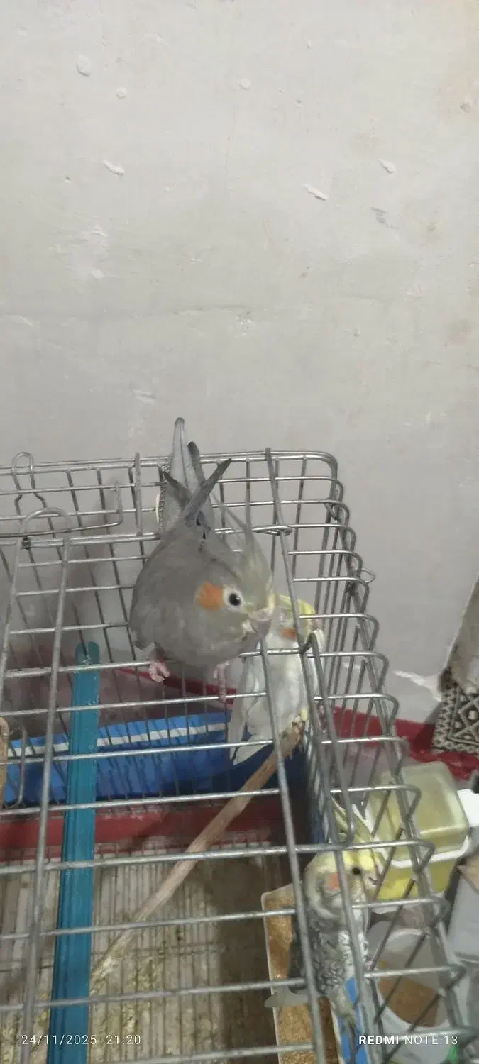 عروس هلندی ماده|پرنده|بهار, |دیوار