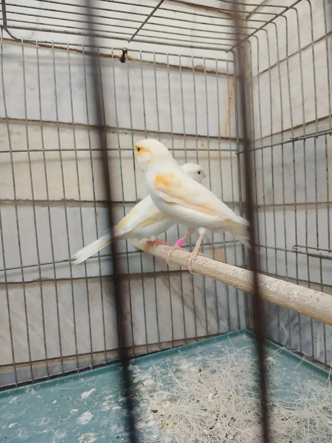 قناری جفت،  سهره ،سهره خاکی|پرنده|شاهین‌شهر, عطار|دیوار