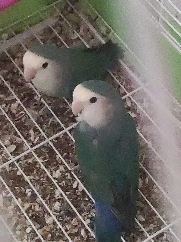 کوتوله|پرنده|یزد, |دیوار