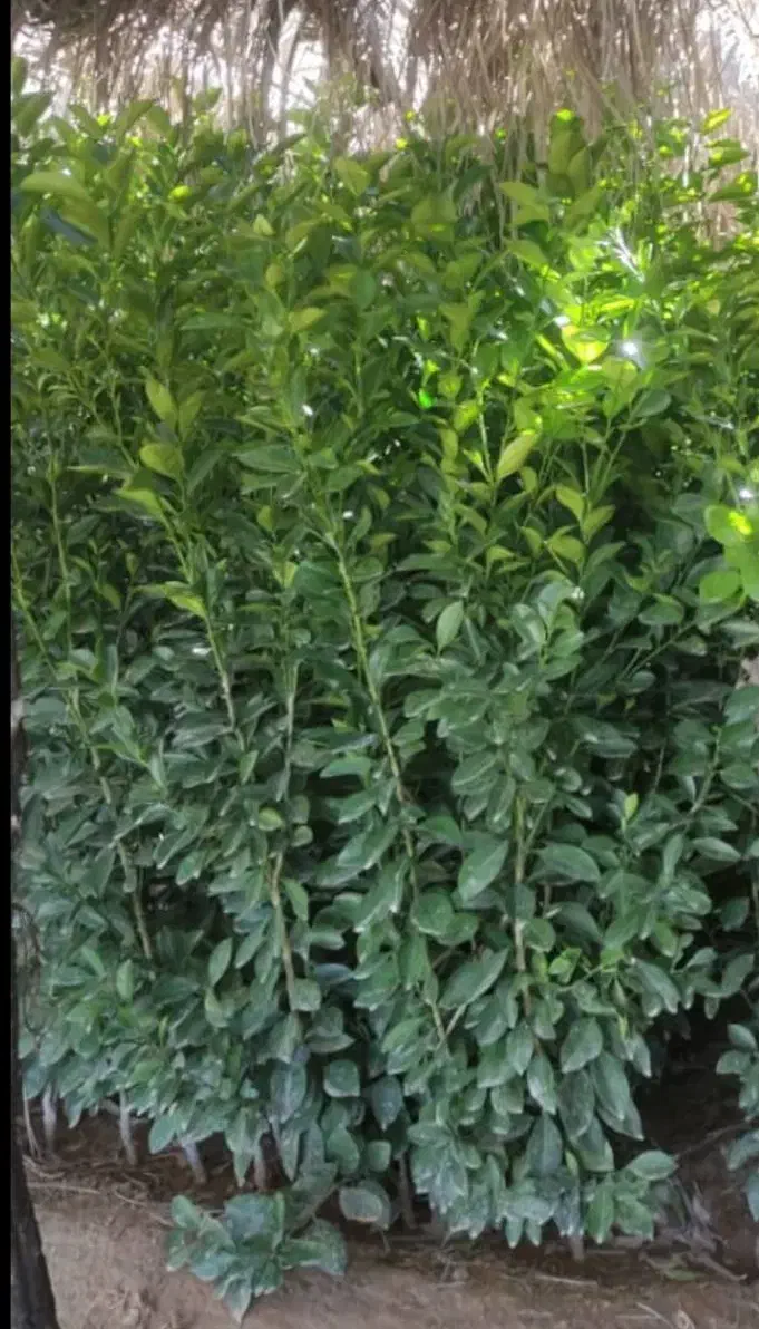 لیمو درنمونه های مختلف|گل و گیاه طبیعی|اهواز, دانشگاه چمران|دیوار