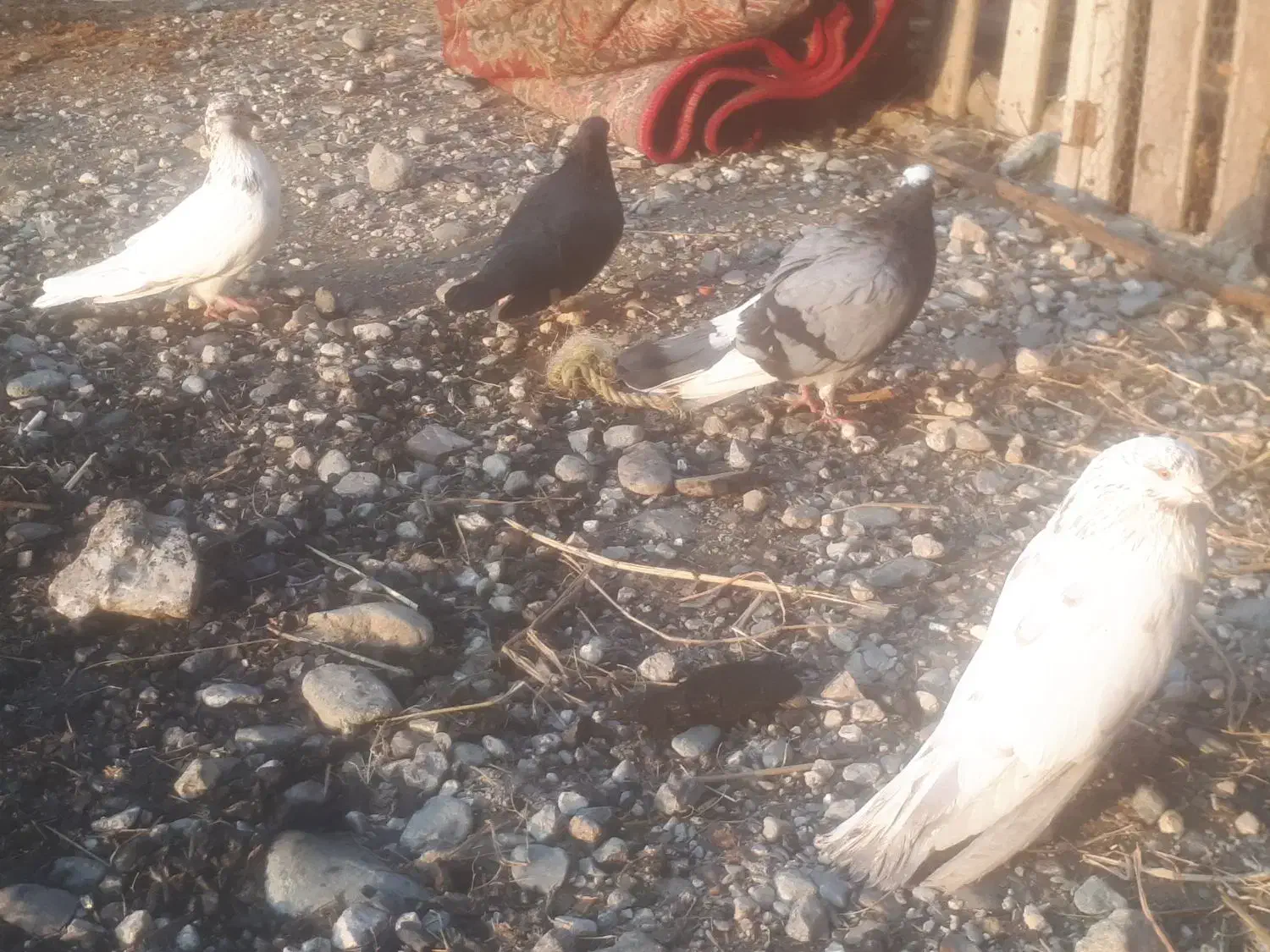 کبوتر|پرنده|سیجوال, |دیوار