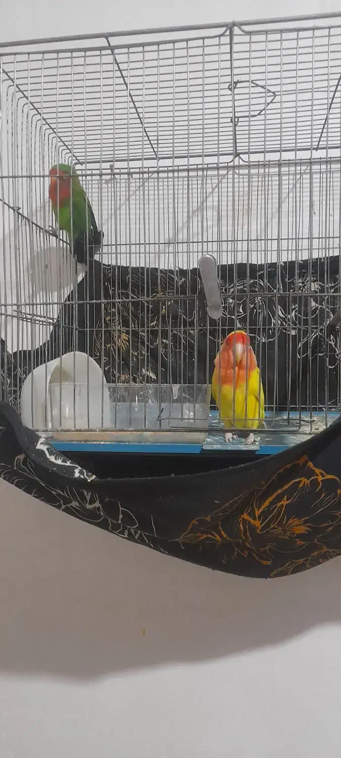 یک جفت طوطی برزیلی تخم گذار|پرنده|دورود, |دیوار