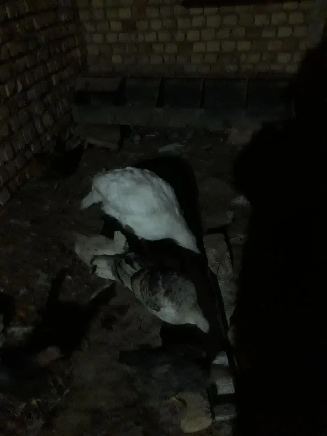 یک عدد بوقلمون نر و دو ماده ۴ میلیون|حیوانات مزرعه|کاشان, دانش|دیوار