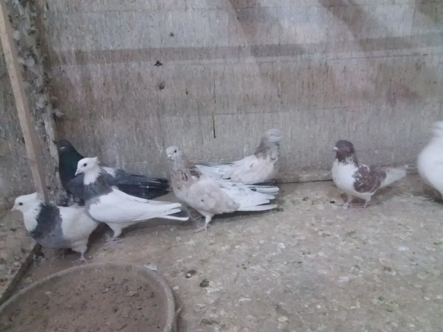 یه گل کفتر یکجا فروشه...|پرنده|بهار, |دیوار