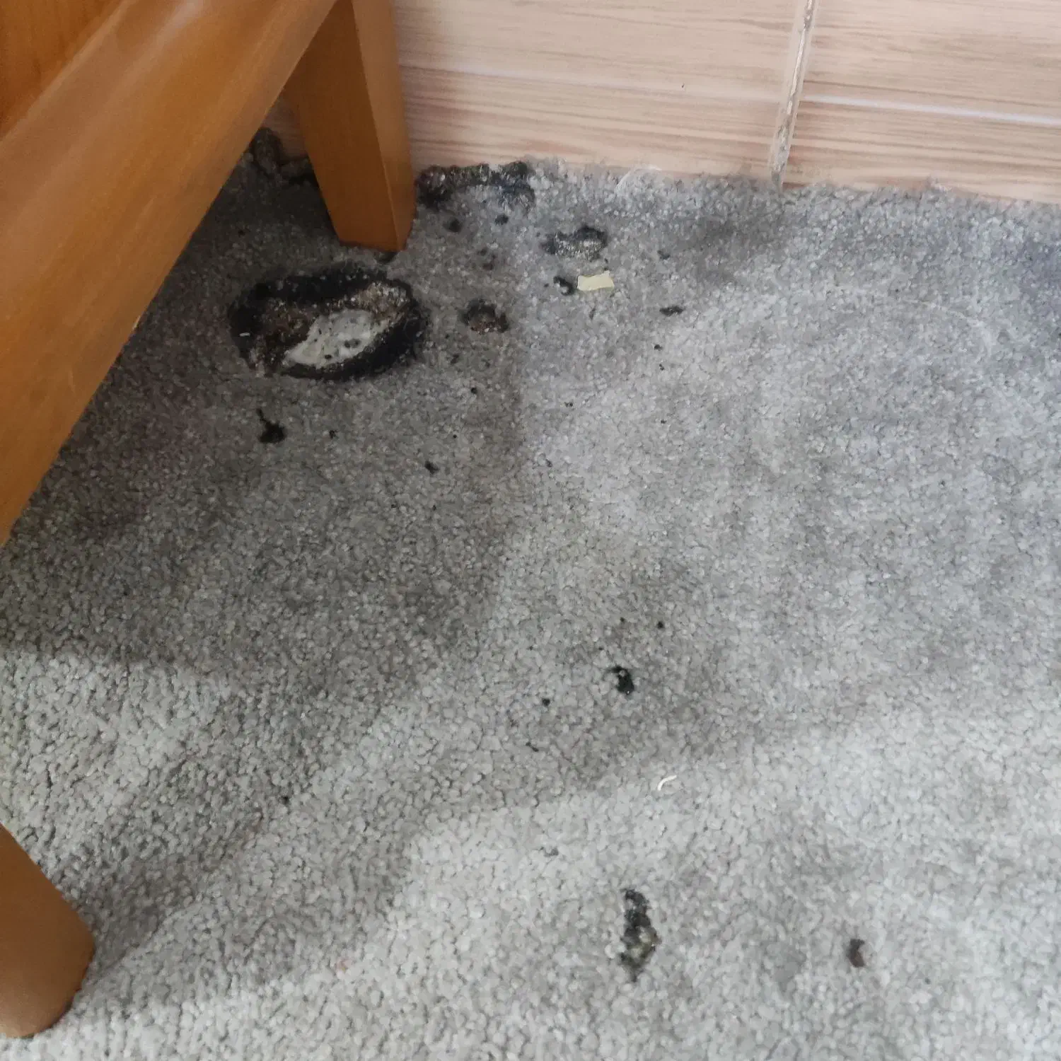 فروش موکت پالاز|موکت|اندیمشک, |دیوار