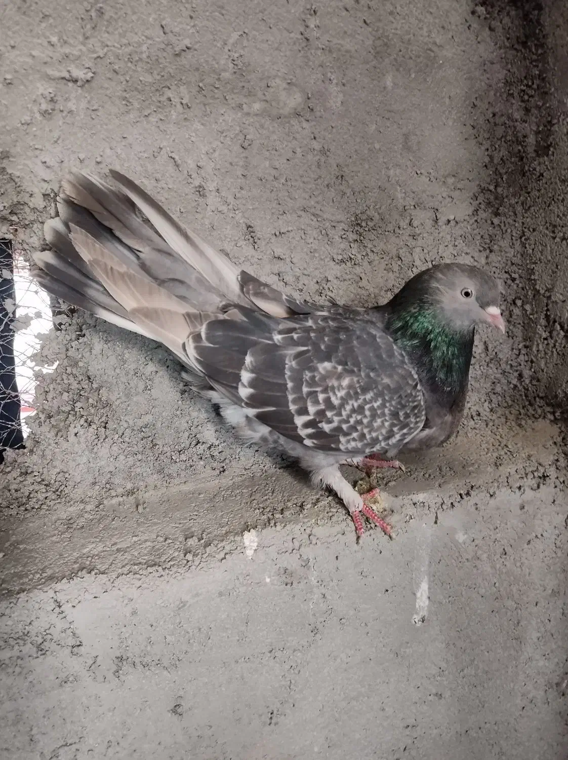 کبوتر|پرنده|فرخشهر, |دیوار