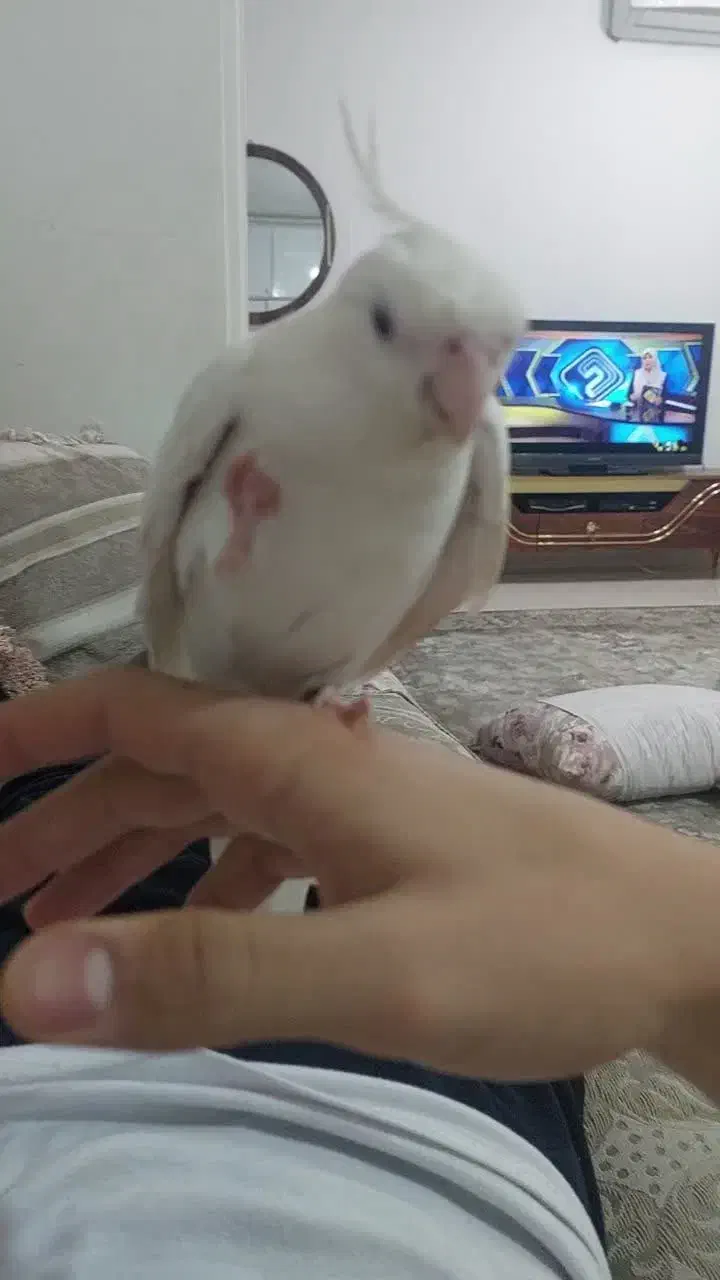 عروس هلندی آلبینو|پرنده|چهاردانگه (تهران), |دیوار