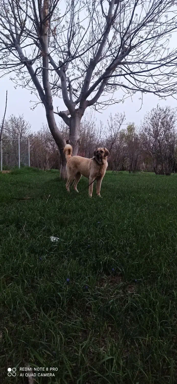 ماده عراقی ۳ساله|سگ|ابهر, |دیوار