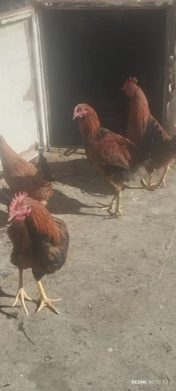 ۳ خروس و یک مرغ|حیوانات مزرعه|تربتحیدریه, منظر|دیوار