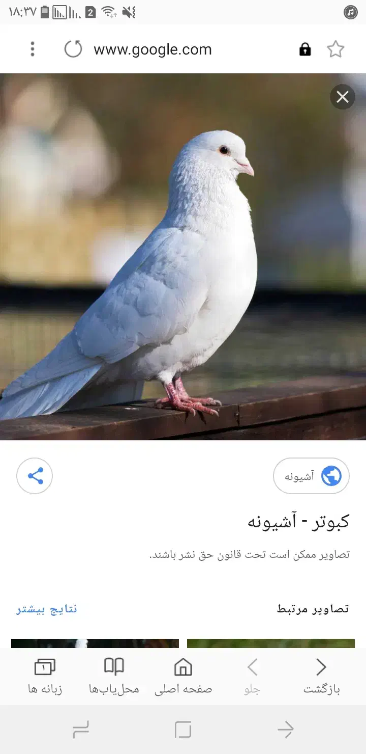 کبوتر|پرنده|خمینی‌شهر, |دیوار