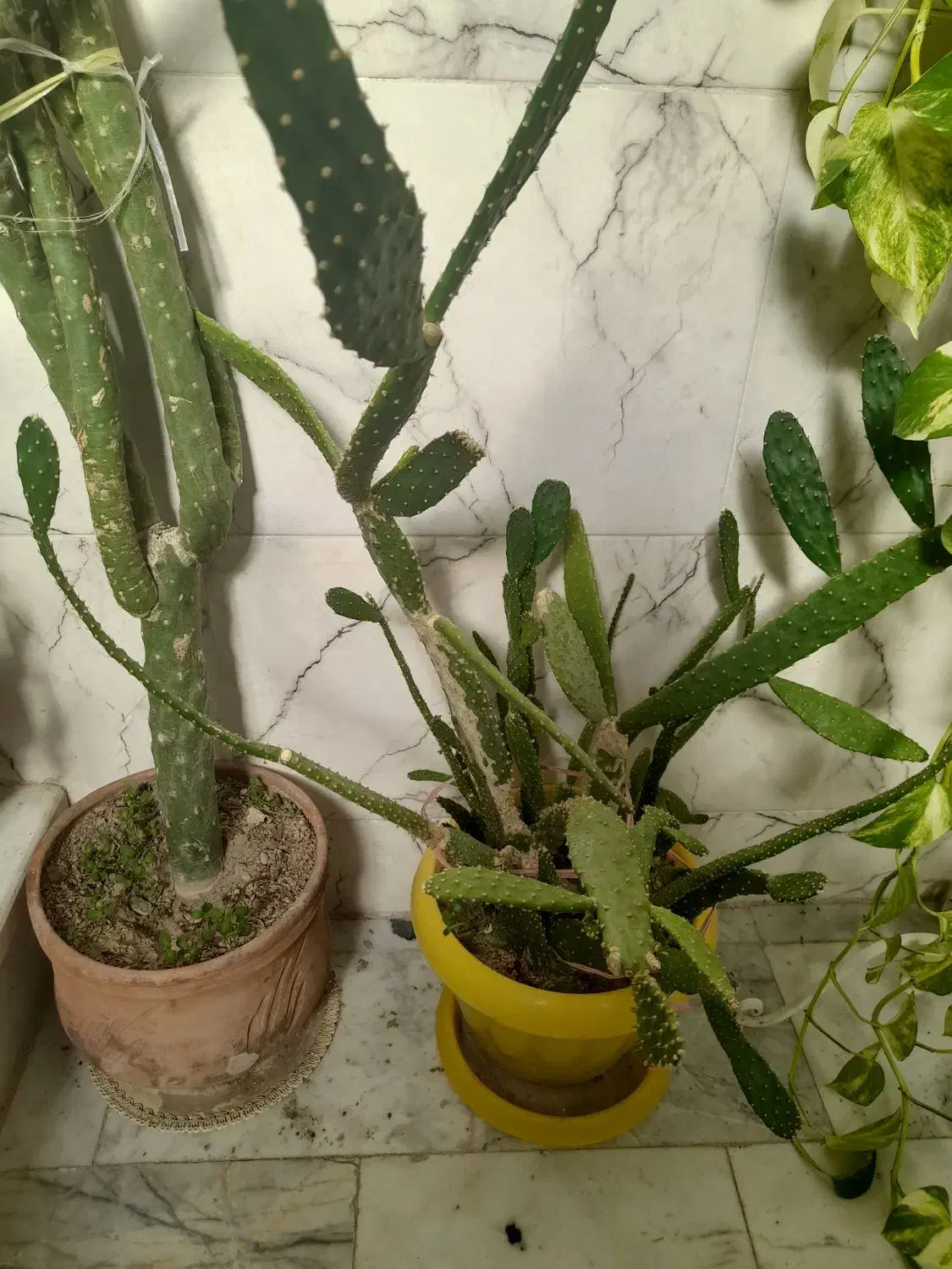 گل طبیعی|گل و گیاه طبیعی|محمدشهر, عباس آباد|دیوار