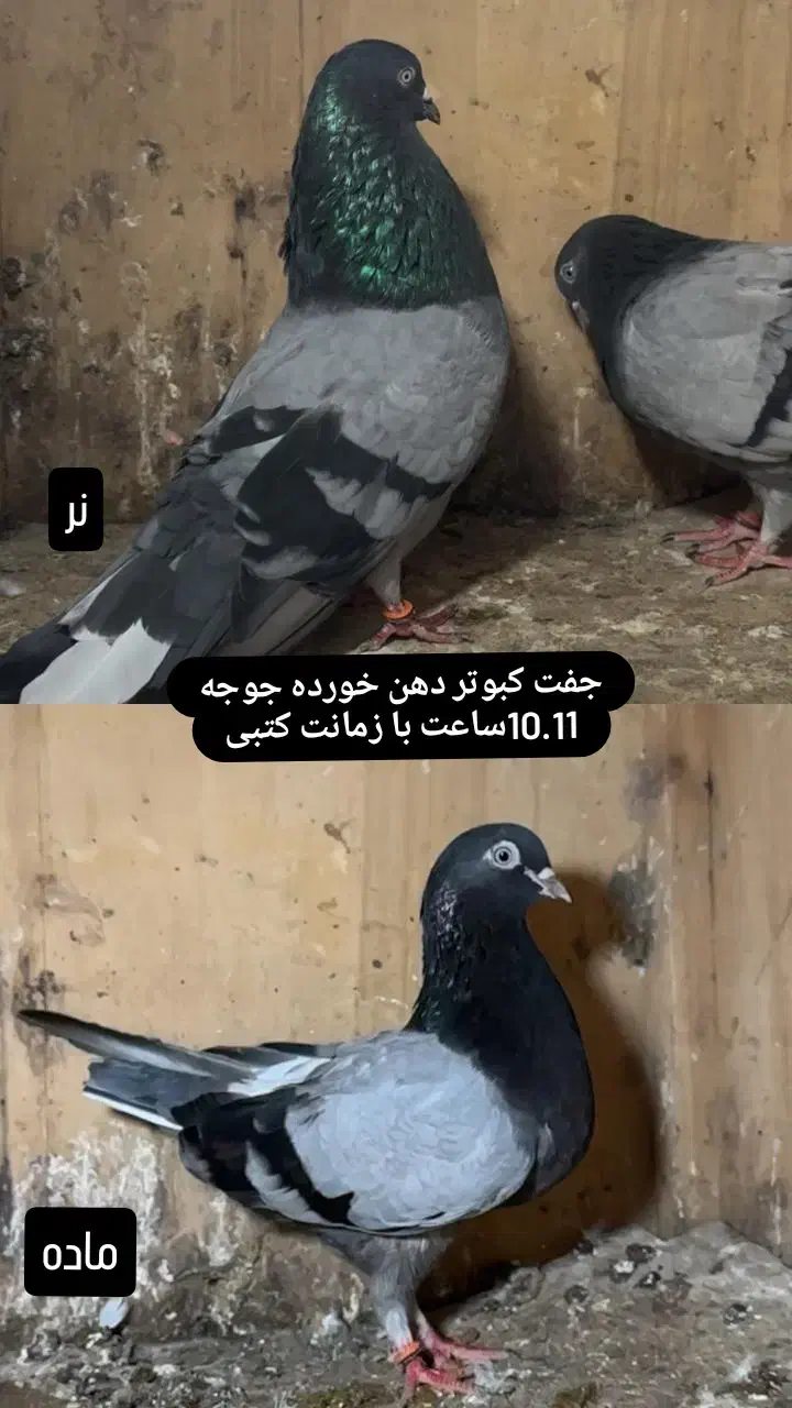 کبوتر ساعت سنگین با ضمانت|پرنده|رشت, پیرکلاچای|دیوار