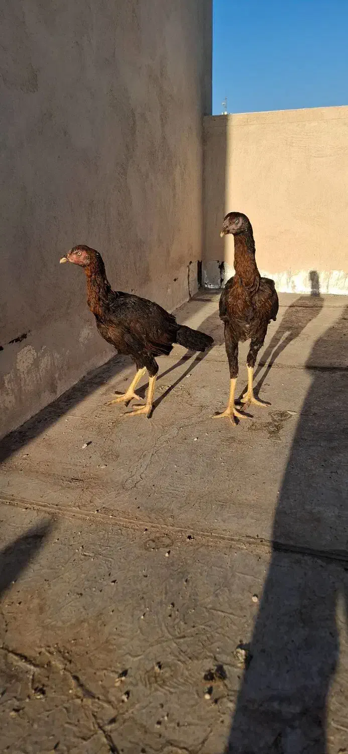 مرغ لاری|حیوانات مزرعه|قم, سنگ بند|دیوار