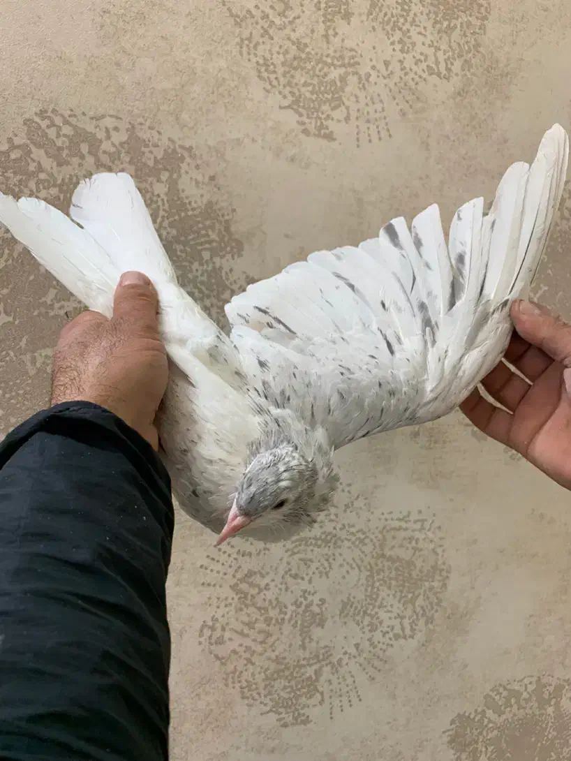 هفت رنگ|پرنده|سبزوار, ایزی شهر|دیوار