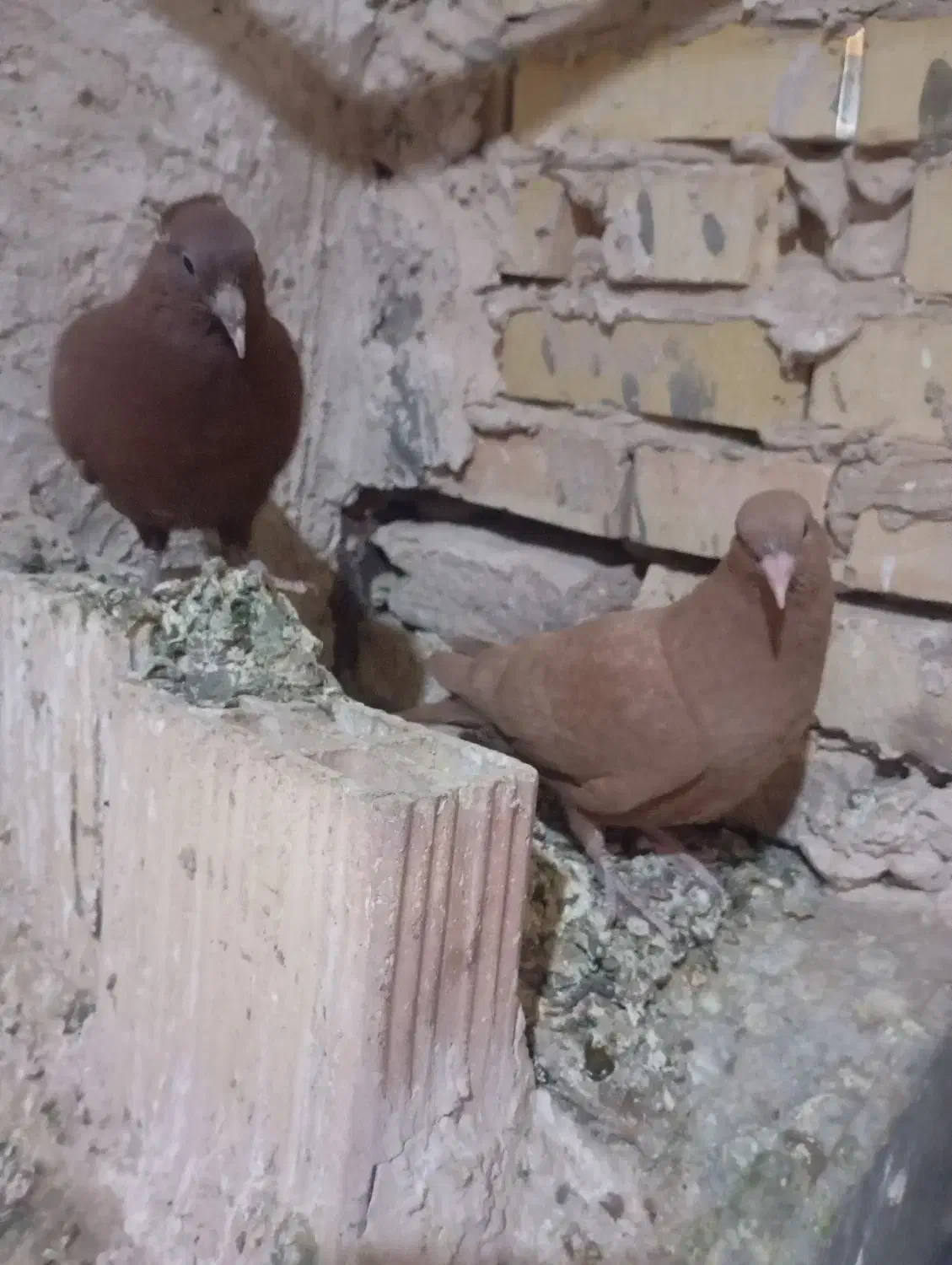 کفتر یا کبوتر|پرنده|سلامی, |دیوار