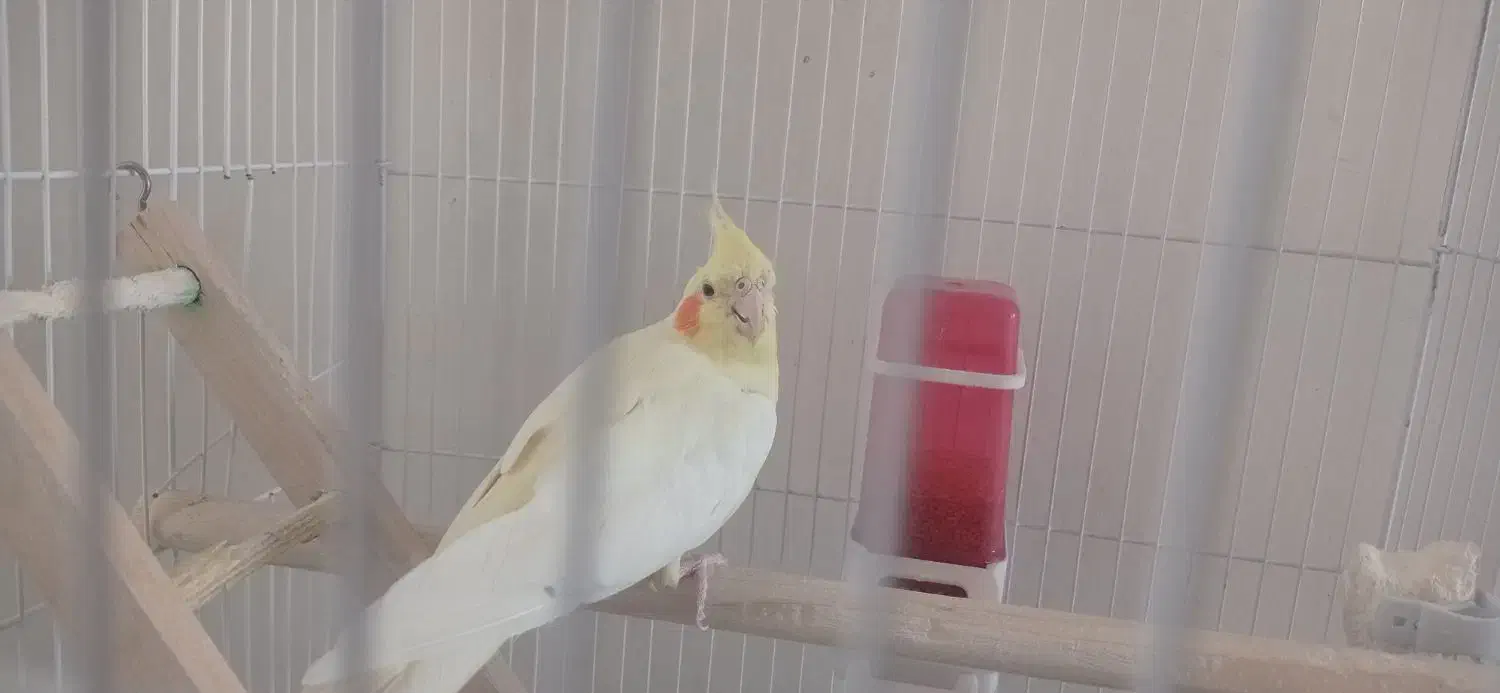 عروس هلندی|پرنده|یزد, |دیوار