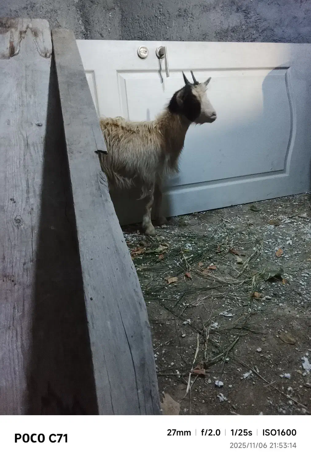 بز . بزغاله آبستن دو قلو جنس دار استثنایی|حیوانات مزرعه|تهران, افسریه شمالی|دیوار