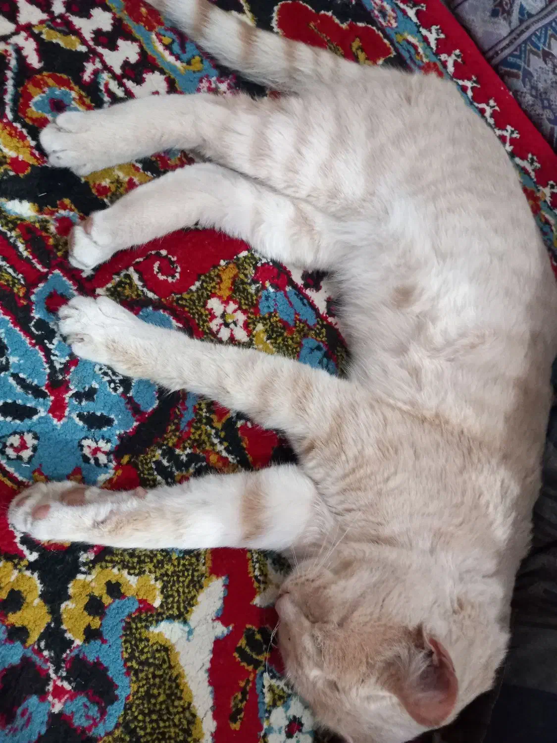 گربه نژاد دی اس اچ|گربه|قائم‌شهر, |دیوار