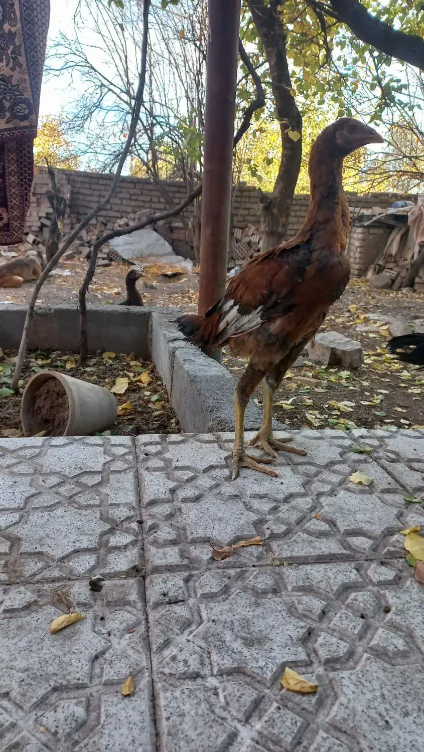 جوجه خروس لاری افغان|حیوانات مزرعه|رابر, |دیوار