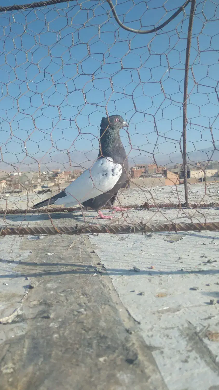 کبوتر پرشی|پرنده|شیروان (خراسان), |دیوار