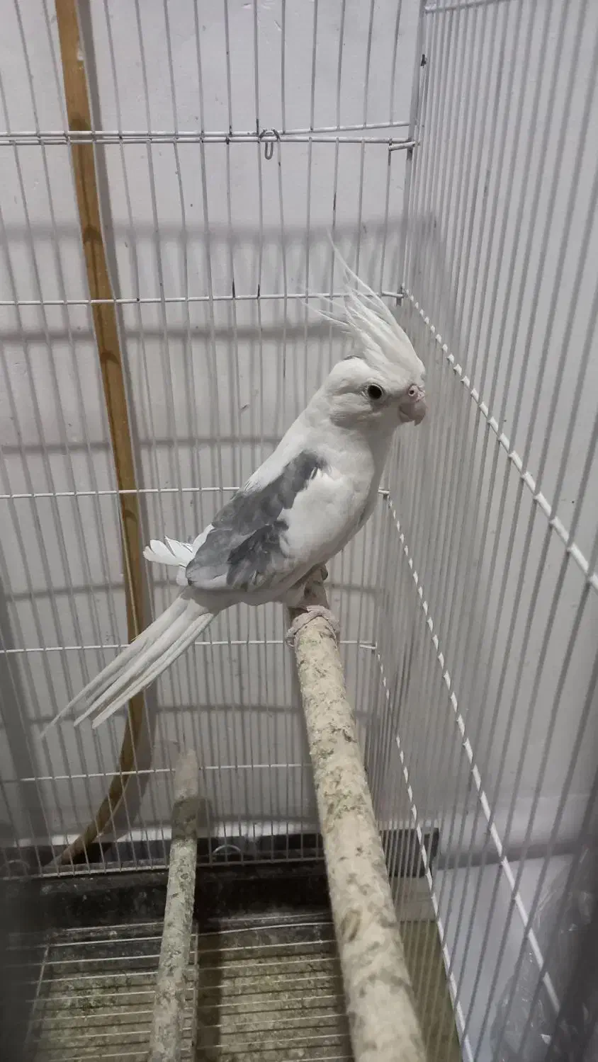 دوکت البینیو مهر|پرنده|شاهرود, |دیوار