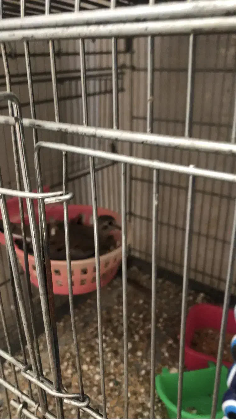 جفت ابلغ تک خال با یه جفت ناماکوا|پرنده|شیراز, شهرک مدرس|دیوار