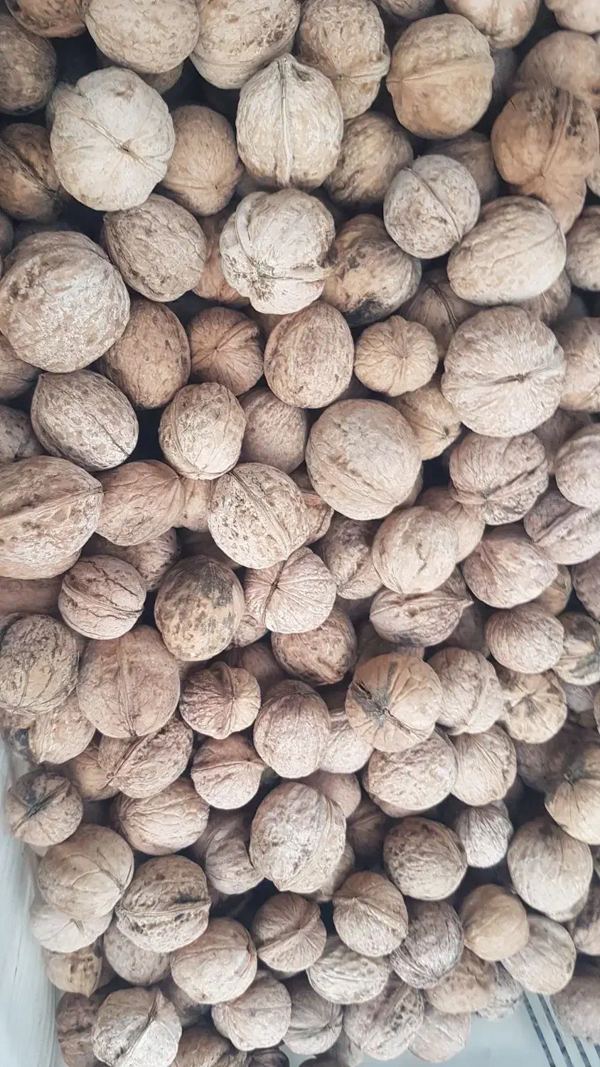 محصولات کشاورزی|عمدهفروشی|ملایر, |دیوار