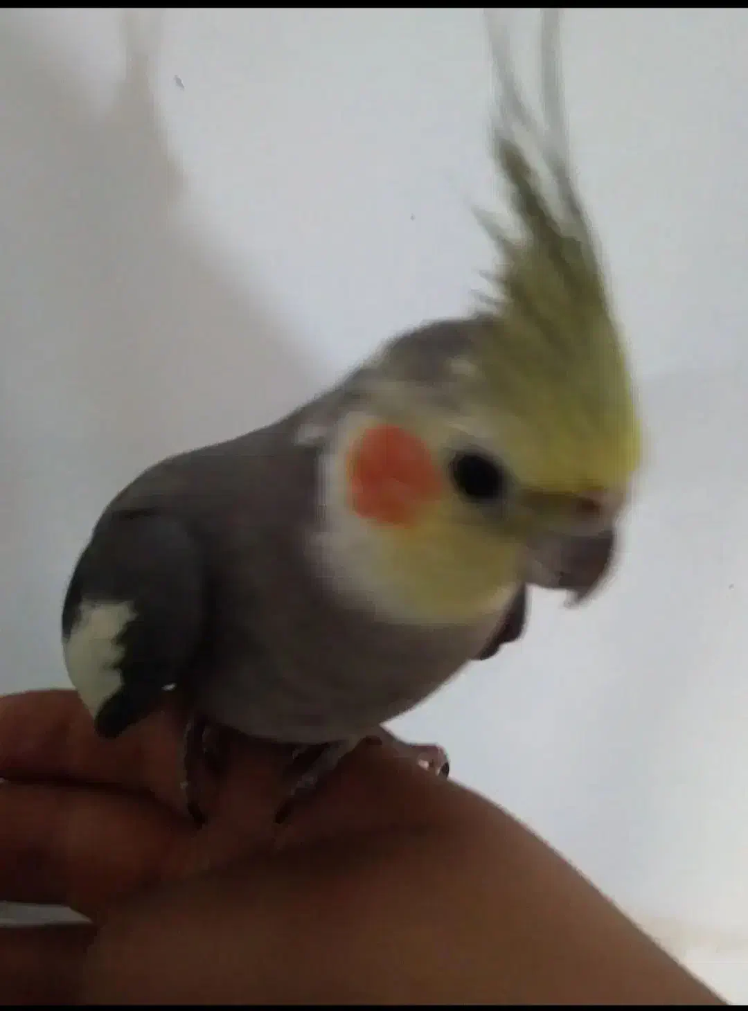 عروس هلندی|پرنده|رباط‌کریم, نصیرشهر|دیوار