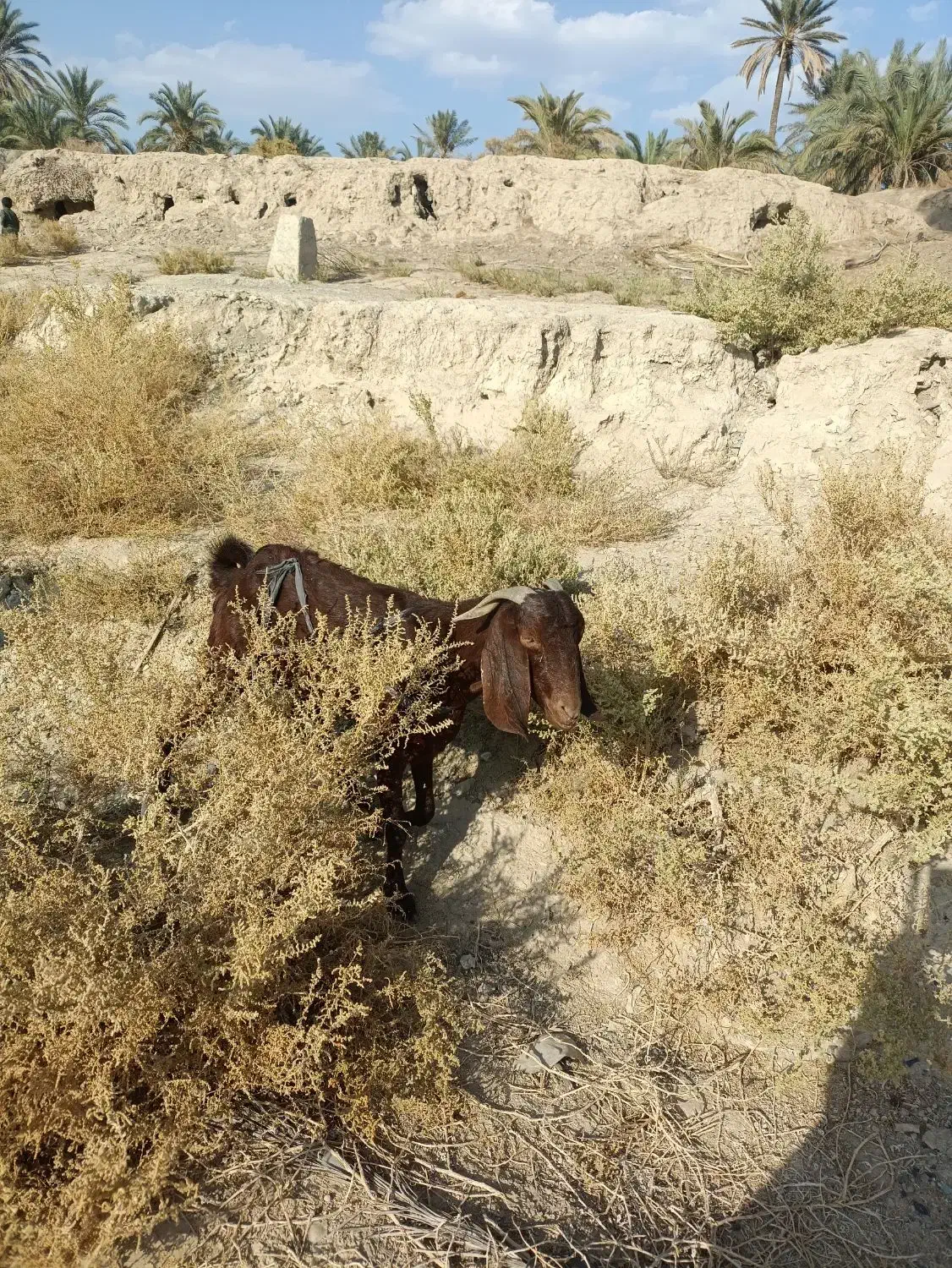 فروش کتاچ ازنسل دوقلوزا مری محلی|حیوانات مزرعه|سراوان, |دیوار