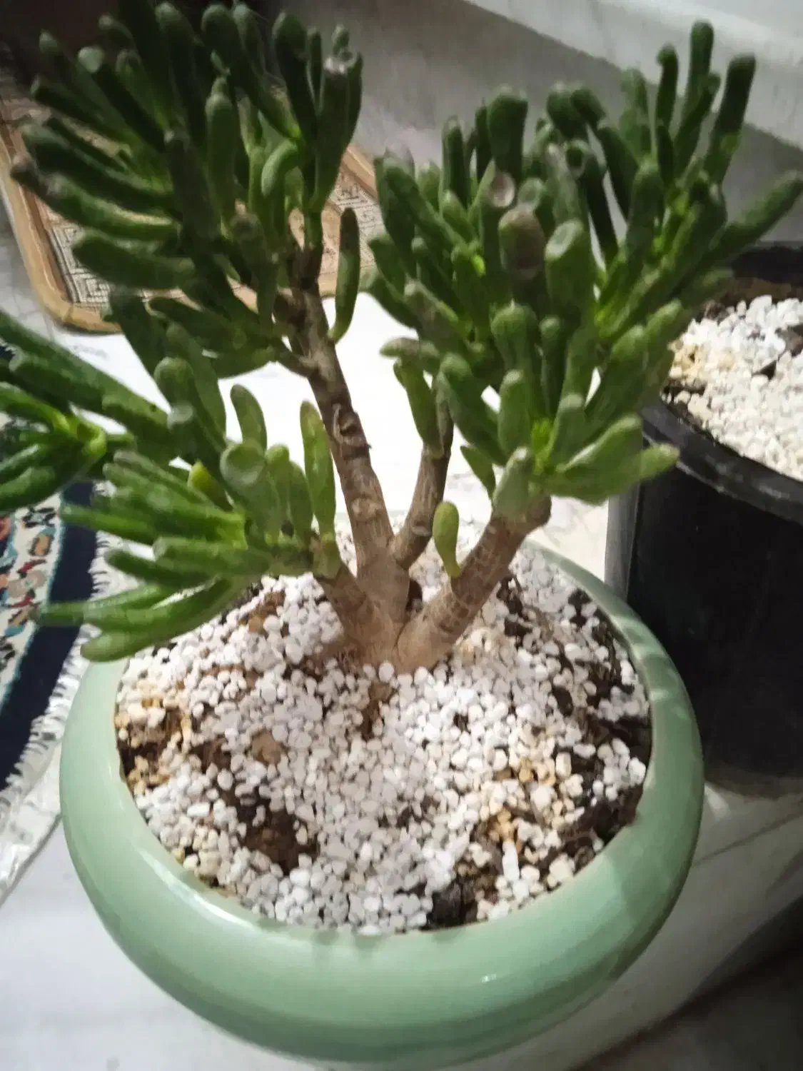 گل ملکه ومالک|فروش آپارتمان|بروجرد, |دیوار