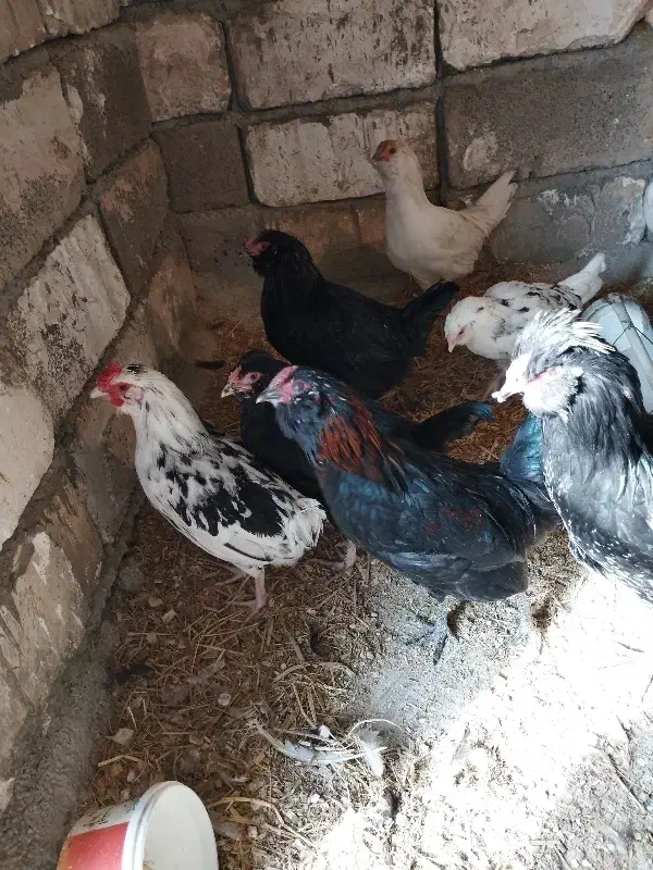 مرغ گلین لری اصیل|حیوانات مزرعه|کرج, شهرک جهاننما|دیوار