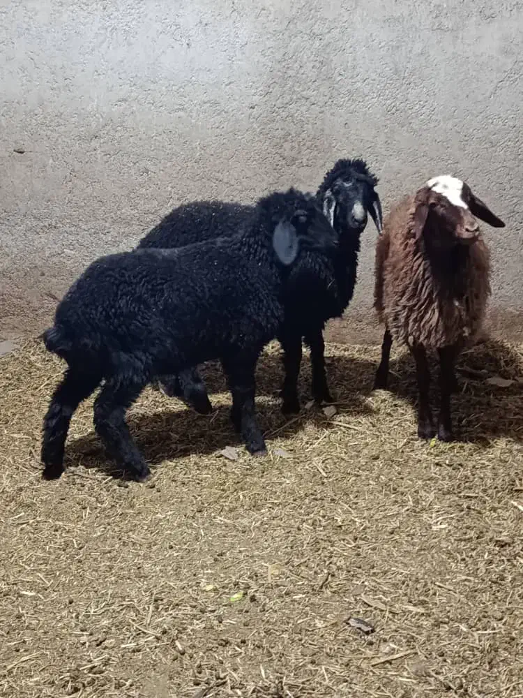 ۳ راس بره سبک|حیوانات مزرعه|پاکدشت, پاکدشت (مامازند)|دیوار