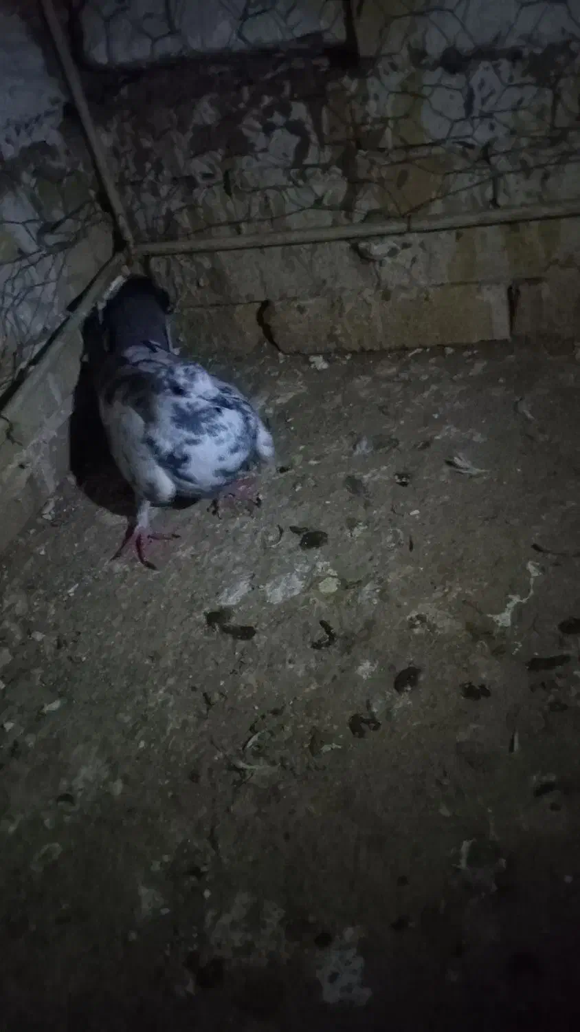 سوسک|پرنده|شاهرود, |دیوار