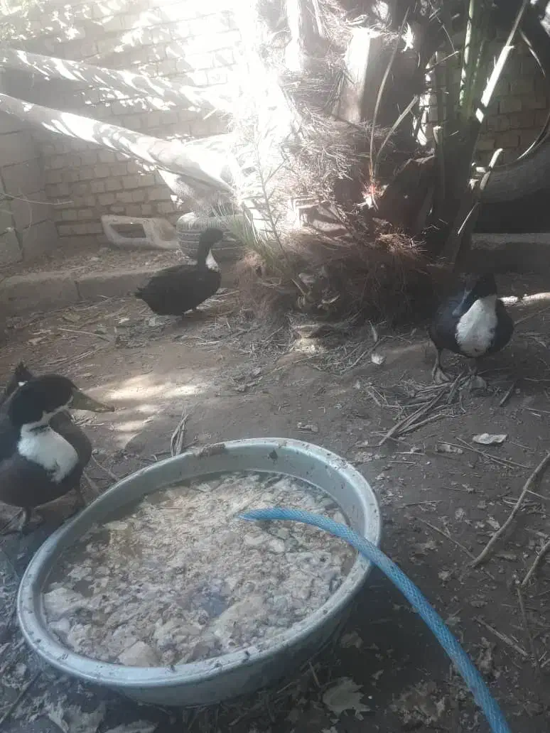 سه اردک دو نر یک عدد ماده بشرط سالم تخم گزار|حیوانات مزرعه|حمیدیه, |دیوار