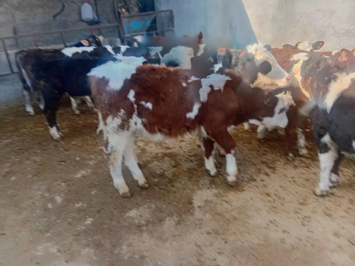 گوساله سیمنتال|حیوانات مزرعه|رامند, |دیوار