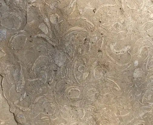 سنگ فسیلی|کلکسیون اشیاء عتیقه|هشتگرد, مدرس|دیوار